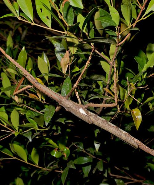 New-to-science stick insect is the heaviest ever found in Australia