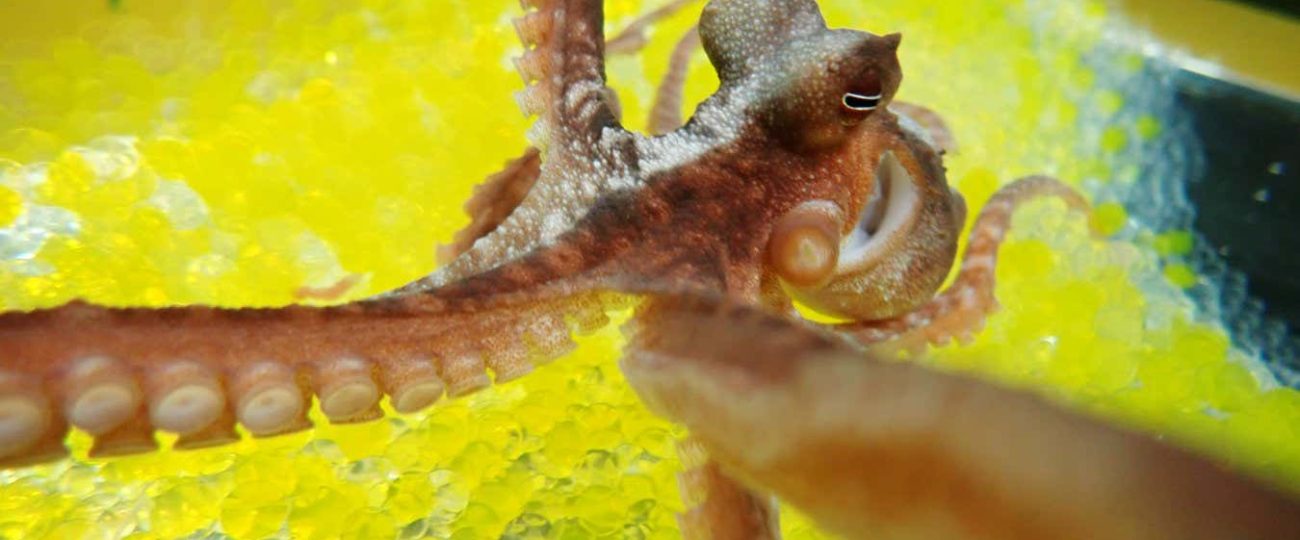 Octopuses fall for the rubber hand illusion just like us