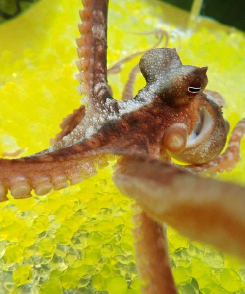 Octopuses fall for the rubber hand illusion just like us
