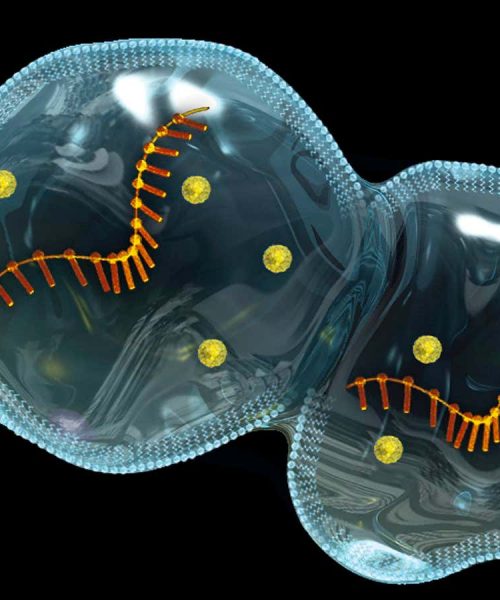 Protocells self-assembling on micrometeorites hint at origins of life