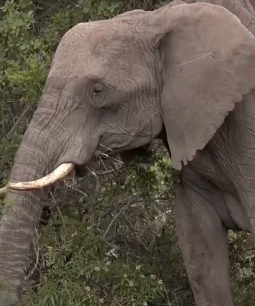 Quick test reveals illegal elephant ivory disguised as mammoth tusks