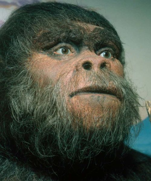 Unusually tiny hominin deepens mystery of our Paranthropus cousin