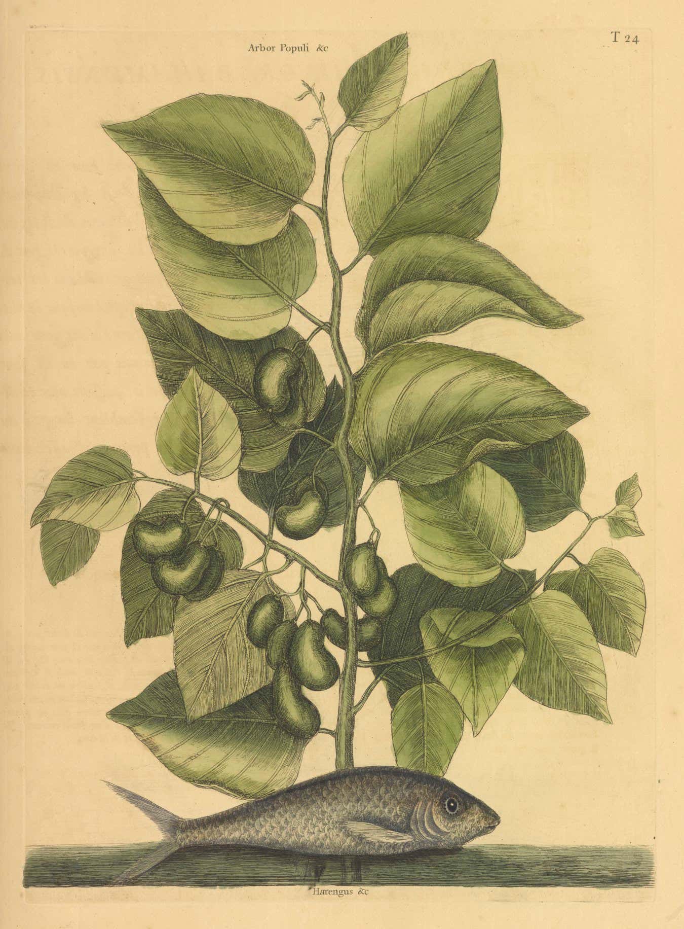 ?Pilchard (Argentina carolina)?, hand-coloured engraving from Mark Catesby, The Natural History of Carolina, Florida and the Bahama Islands, vol. ii (1743).