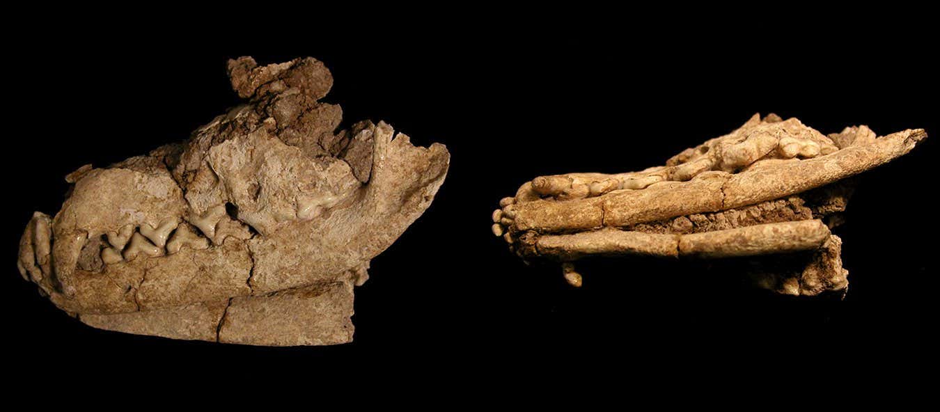 A Unique Human-Fox Burial from a Pre-Natufian Cemetery in the Levant (Jordan)