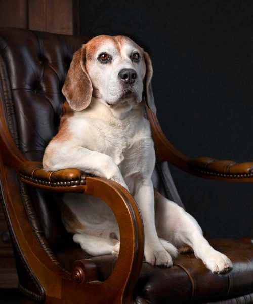 Your pet dog’s ancestor was a fierce, wild animal. How was it tamed?