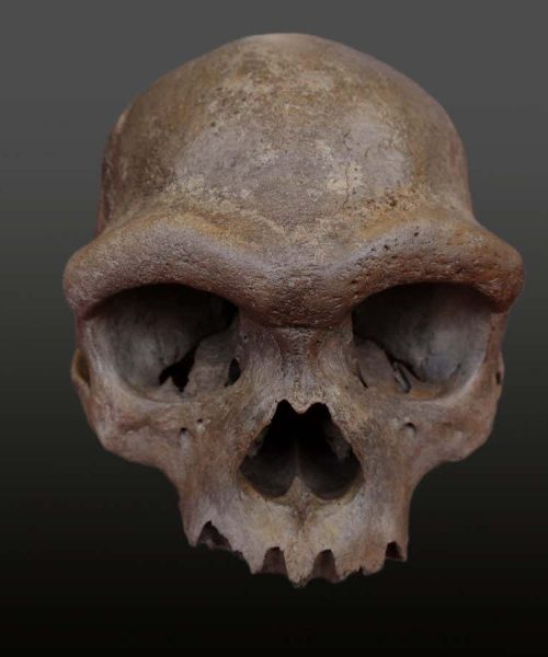 An incredible Denisovan skull is upending the story of human evolution
