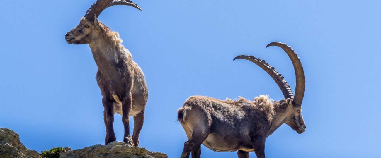 Early Neanderthals hunted ibex on steep mountain slopes