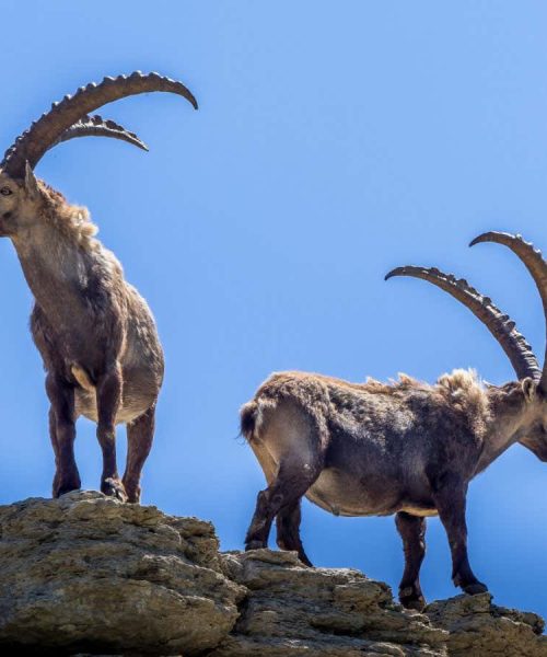 Early Neanderthals hunted ibex on steep mountain slopes