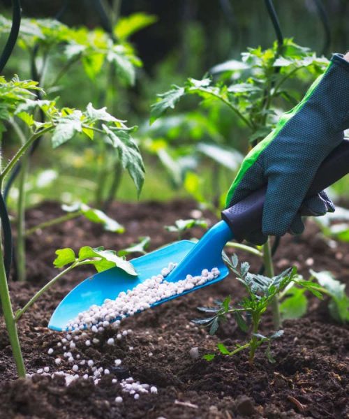 How to pick the right fertiliser for all your different plants