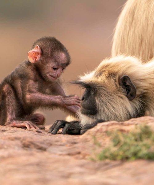 New Scientist recommends David Attenborough’s Parenthood