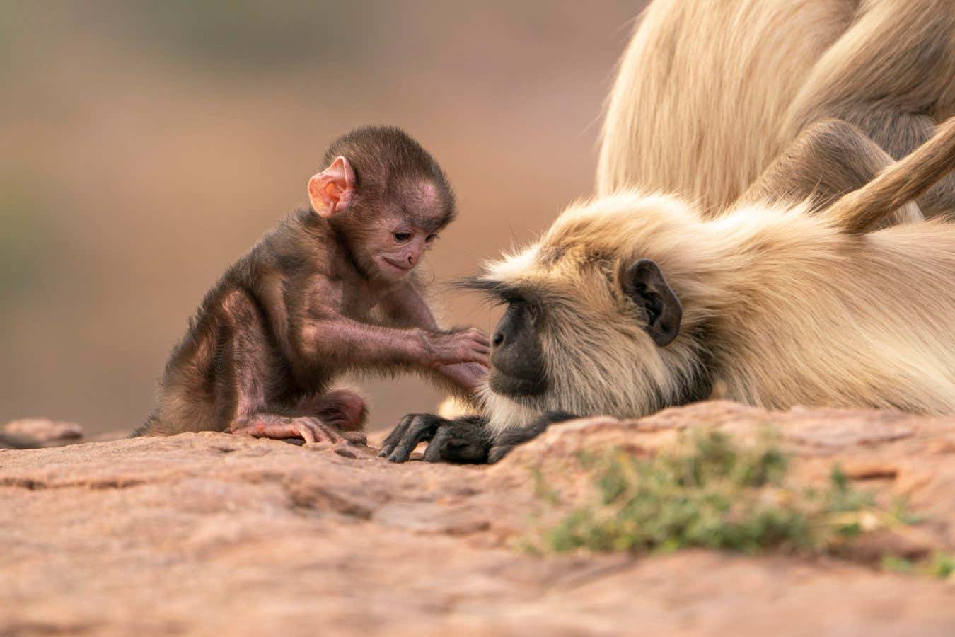 TX DATE:03-08-2025,TX WEEK:31,EMBARGOED UNTIL:29-07-2025 00:00:00,DESCRIPTION:,COPYRIGHT:Aaron Sandhu /Silverback Films,CREDIT LINE:BBC/Silverback Films/Aaron Sandhu