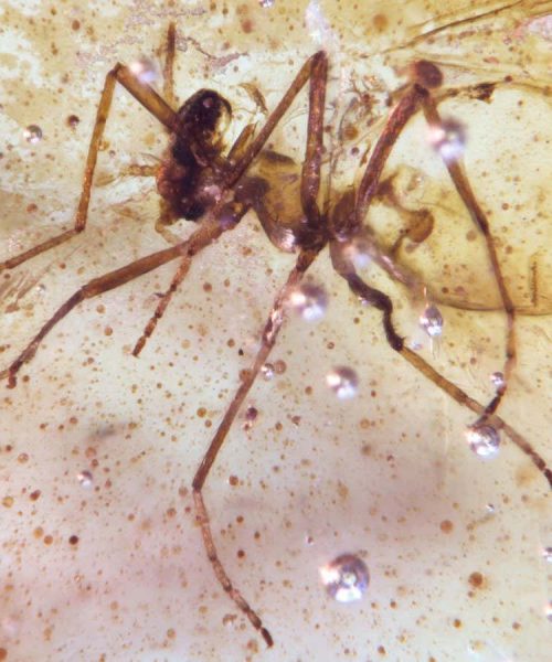 Stunning amber deposits hold insects from the time of the dinosaurs