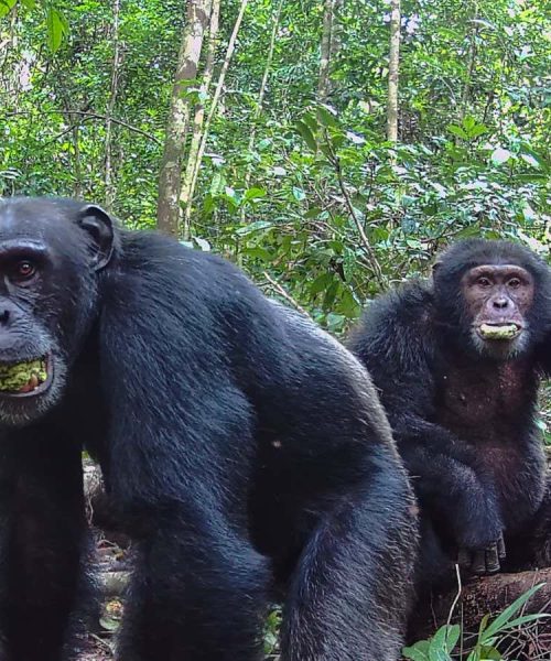 Wild chimpanzees may get mildly intoxicated from alcoholic fruit