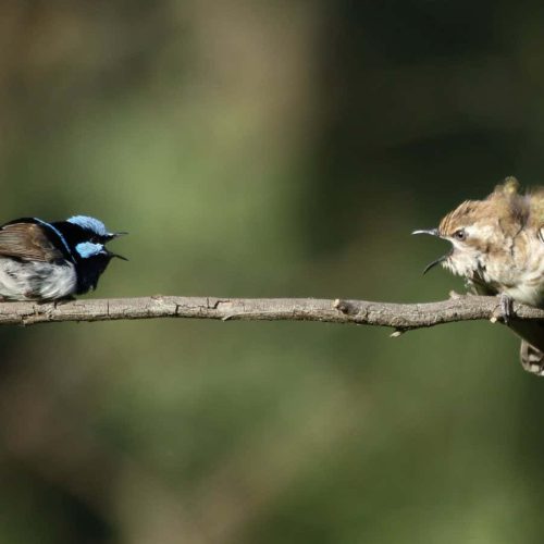 20 bird species can understand each other’s anti-cuckoo call