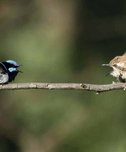 20 bird species can understand each other’s anti-cuckoo call