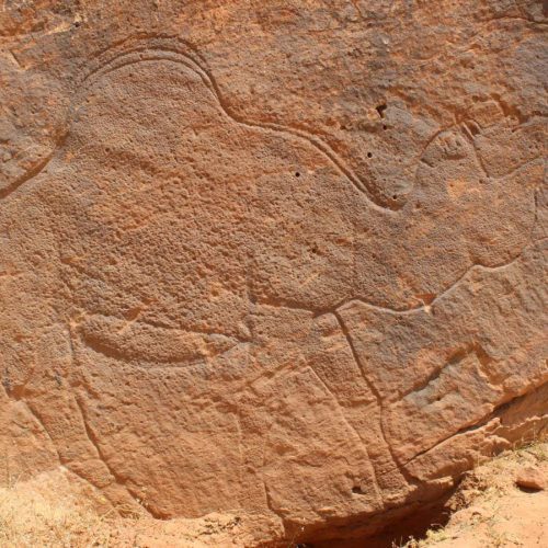 Ancient artists created giant camel engravings in the Arabian desert