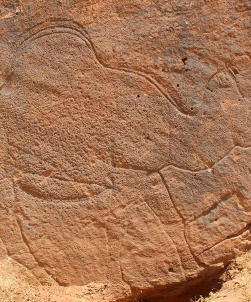 Ancient artists created giant camel engravings in the Arabian desert
