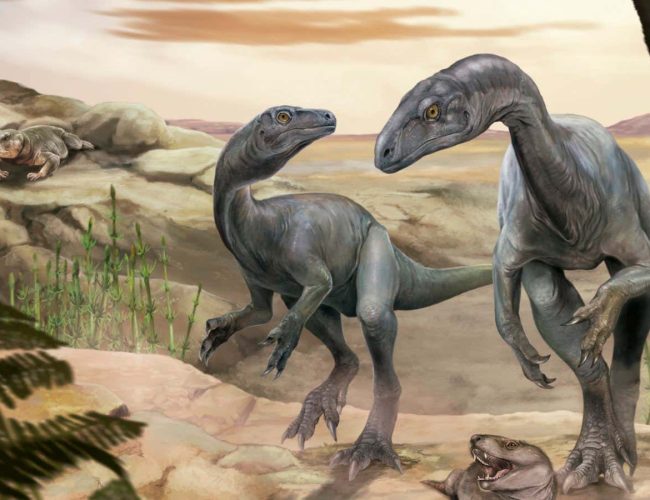 Dinosaur fossil rewrites the story of how sauropods got long necks