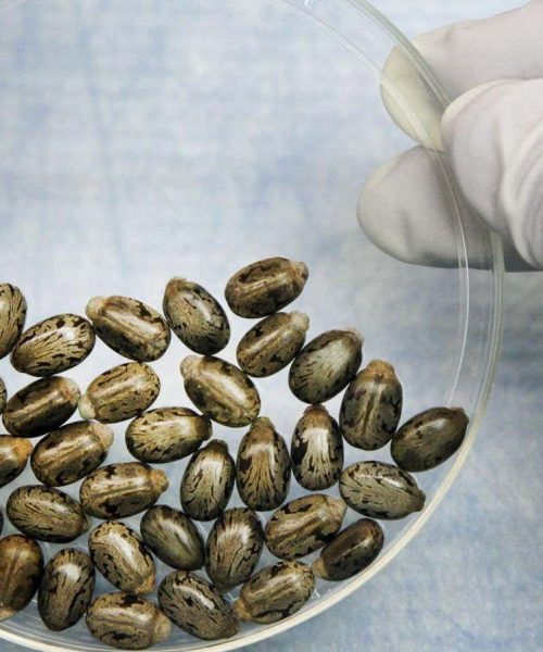 Should we worry AI will create deadly bioweapons? Not yet, but one day