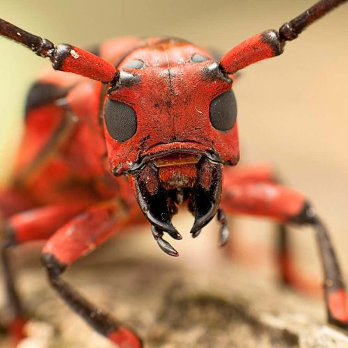 Stunning images highlight fight to save Earth’s rich biodiversity 