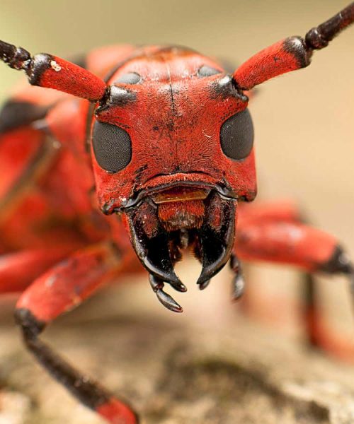 Stunning images highlight fight to save Earth’s rich biodiversity