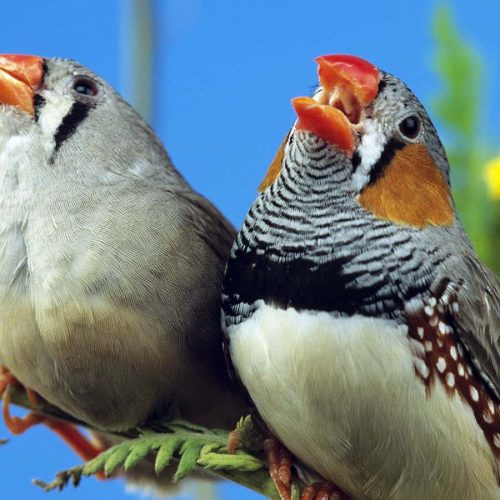 We may finally know why birds sing at dawn