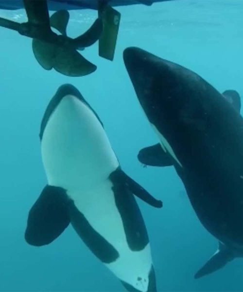 Why are orcas still attacking boats and what can be done about it?