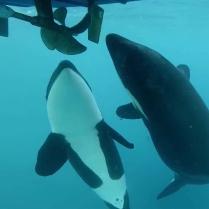 Why are orcas still attacking boats and what can be done about it?