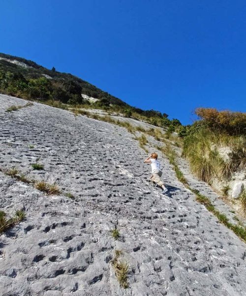 Ancient tracks may record stampede of turtles disturbed by earthquake