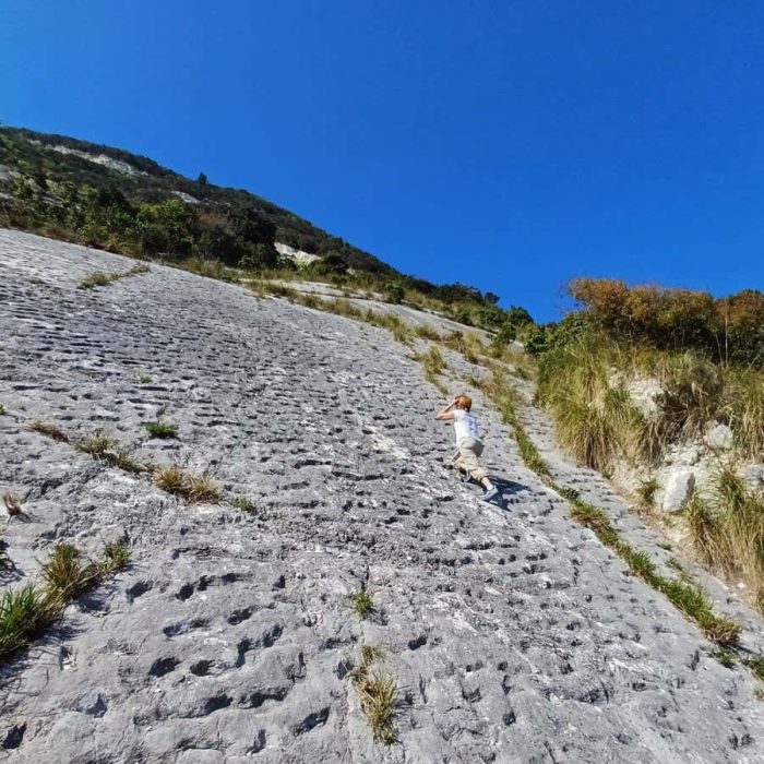 Ancient tracks may record stampede of turtles disturbed by earthquake