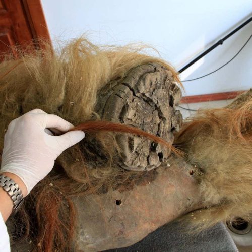 Oldest ever RNA sample recovered from woolly mammoth