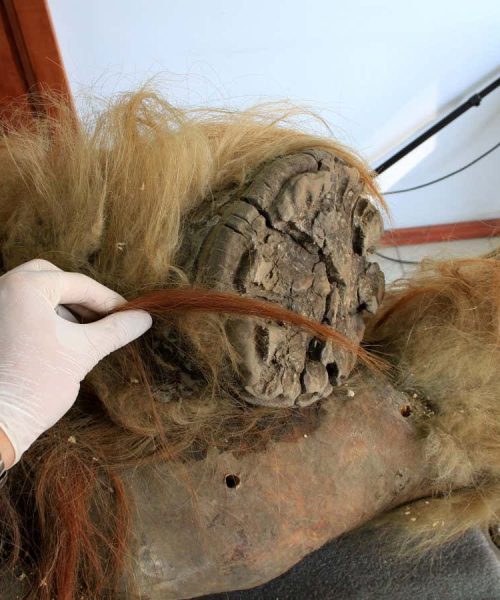 Oldest ever RNA sample recovered from woolly mammoth