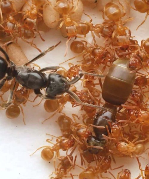 Parasitic ant tricks workers into killing their queen, then usurps her