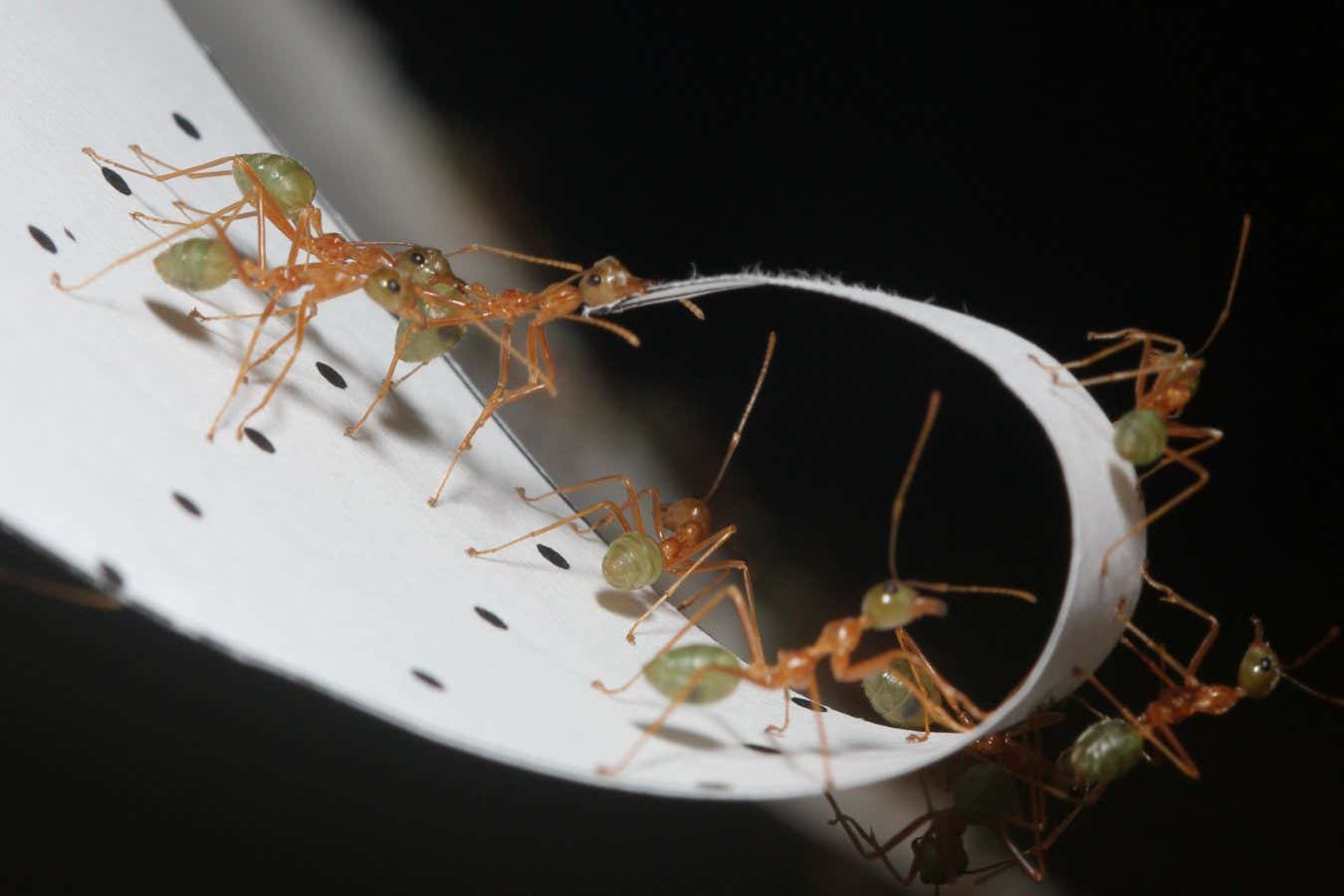 Weaver ants folding paper