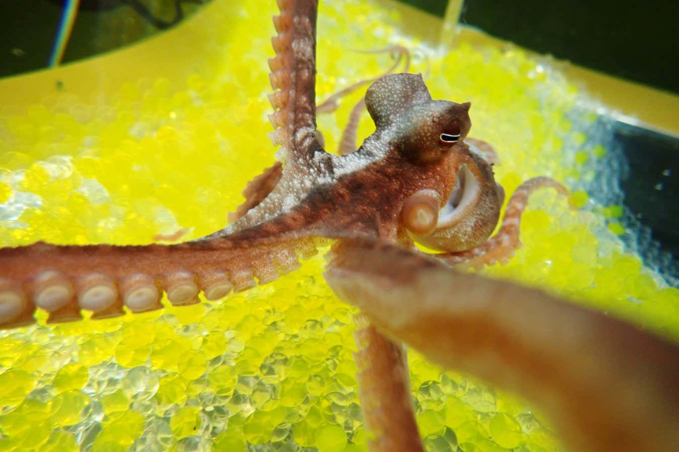 Just like humans and other mammals, octopuses can be fooled by an illusion that makes them think a fake arm is actually theirs.