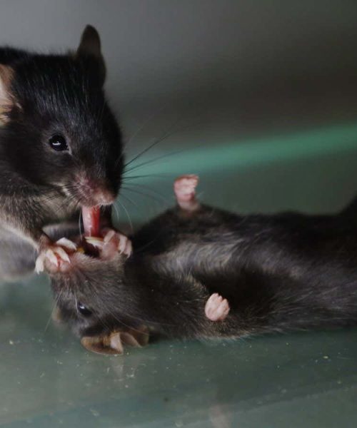 A spectacular showcase of animal pictures from 2025