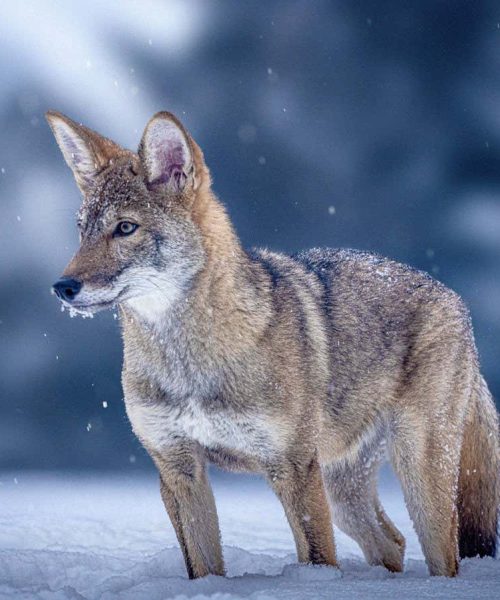 De-extinction was big news in 2025 – but didn’t live up to the hype