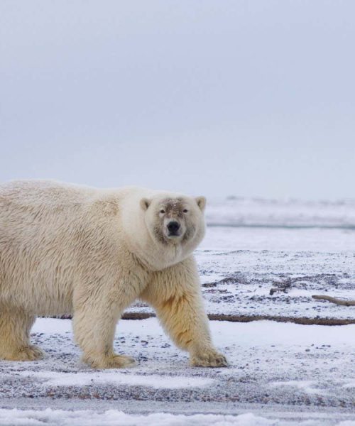 What the family drama of interbreeding polar and grizzly bears reveals
