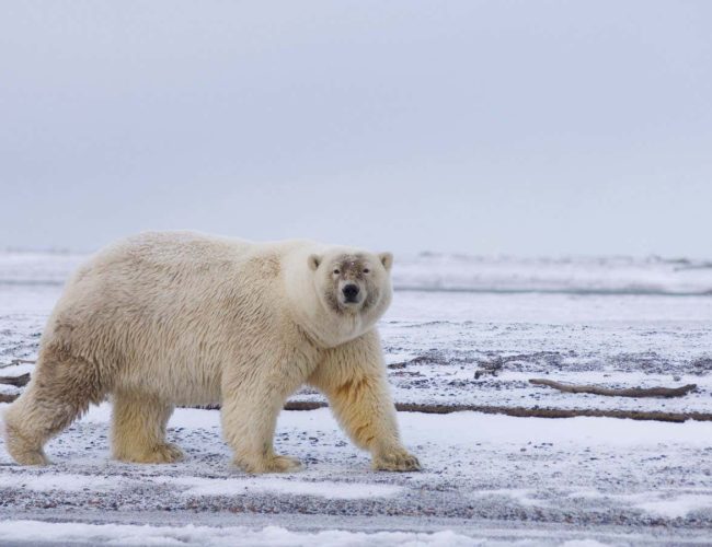 What the family drama of interbreeding polar and grizzly bears reveals
