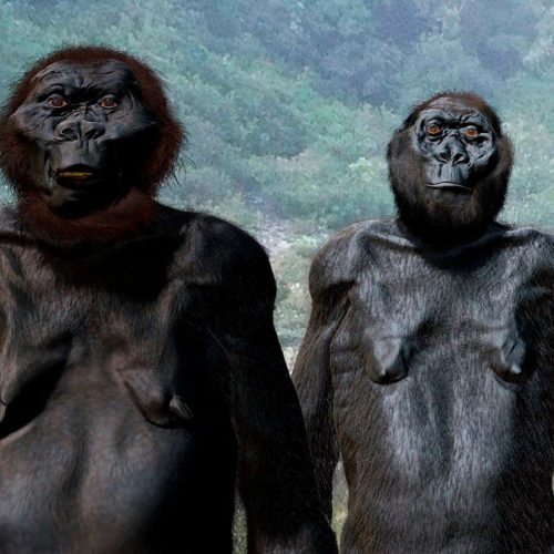 Ape-like hominin Paranthropus was more adaptable than we thought