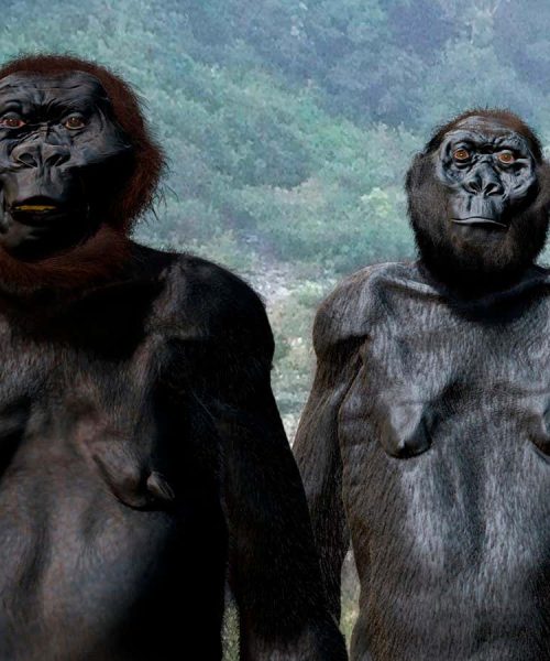 Ape-like hominin Paranthropus was more adaptable than we thought