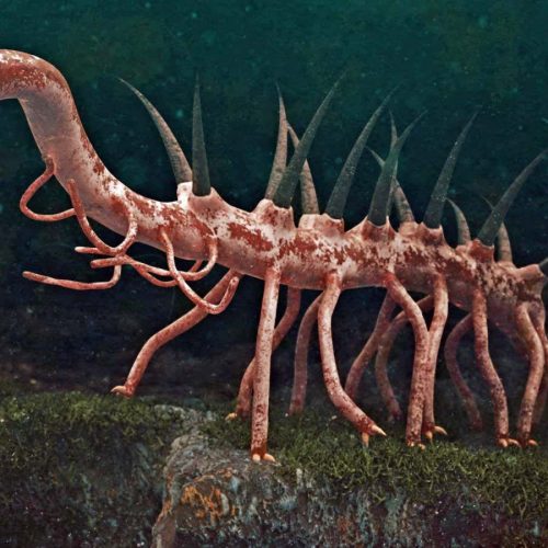 Fossil may solve mystery of what one of the weirdest-ever animals ate