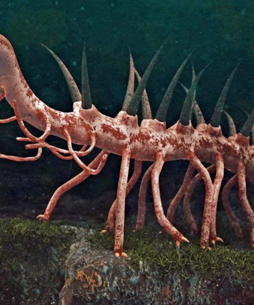 Fossil may solve mystery of what one of the weirdest-ever animals ate