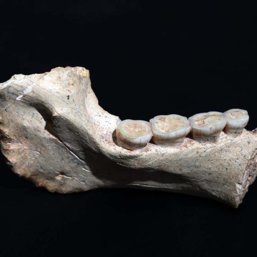 Hominin fossils from Morocco may be close ancestors of modern humans