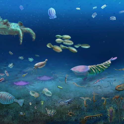 Huge fossil bonanza preserves 512-million-year-old ecosystem