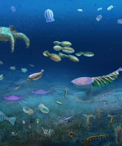 Huge fossil bonanza preserves 512-million-year-old ecosystem