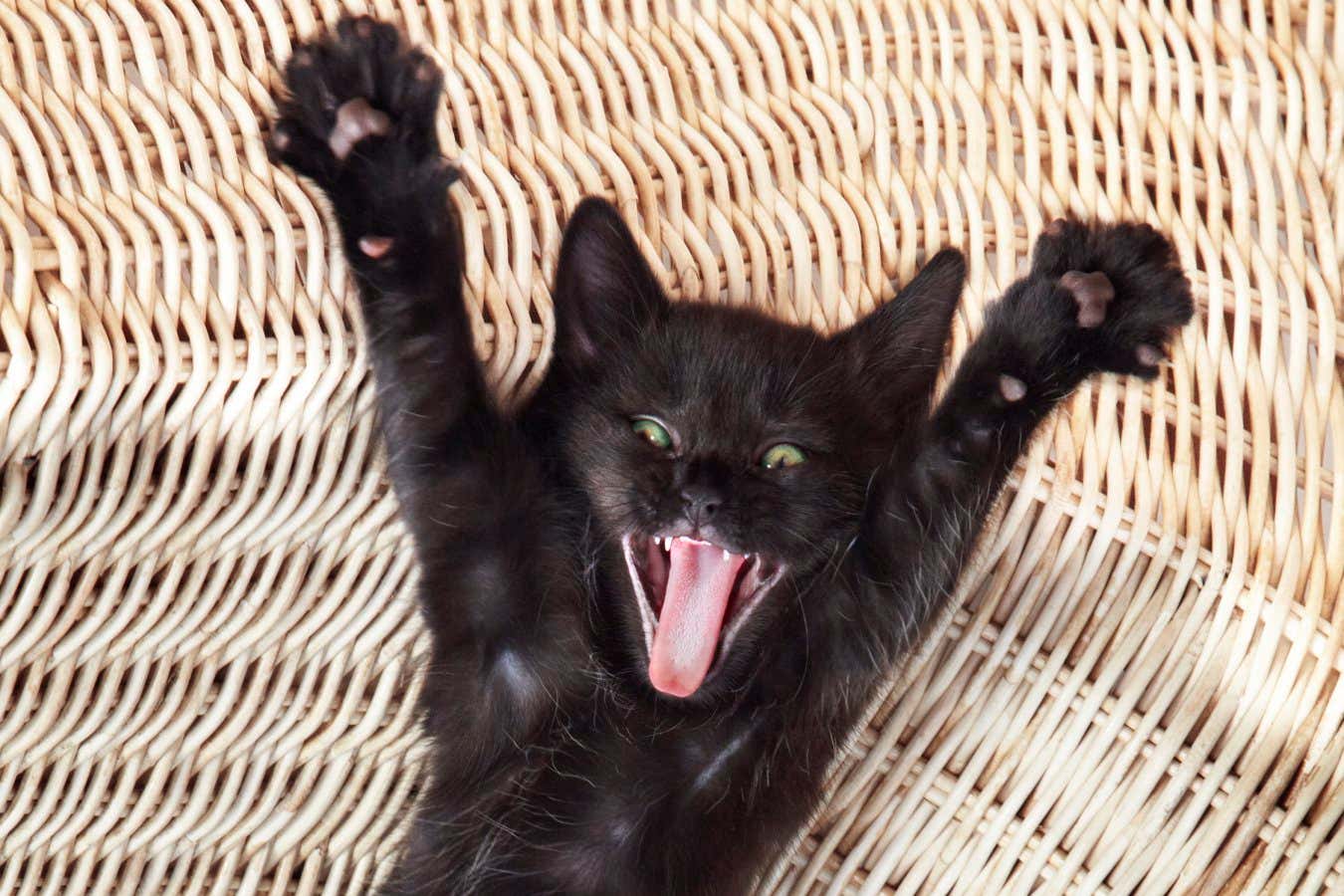 Surprised kitty, kitten lying down on a wicker chair stretching and yawning