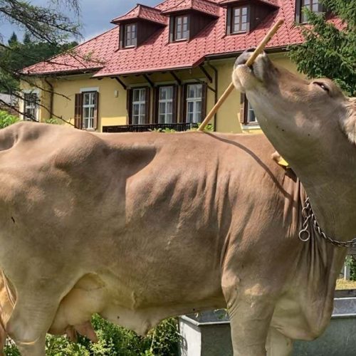 Why a tool-using cow could change how we see farm animals