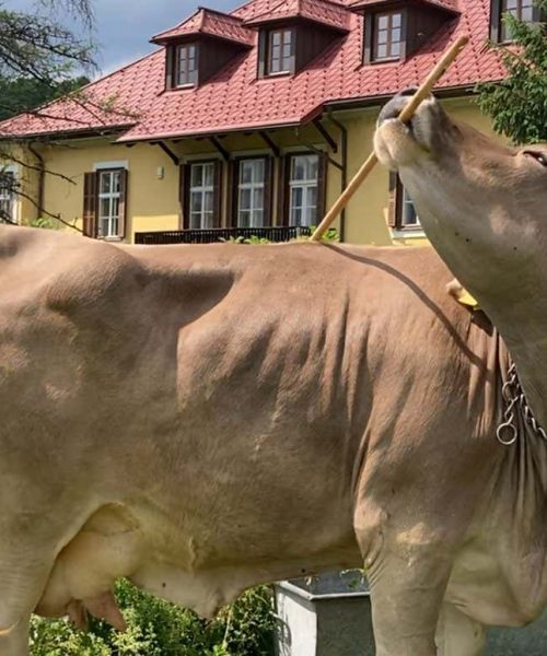 Why a tool-using cow could change how we see farm animals