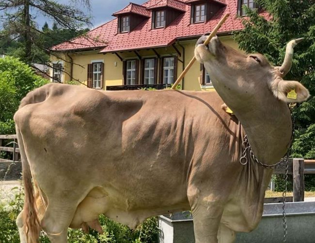 Why a tool-using cow could change how we see farm animals